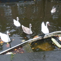 DSCN1875